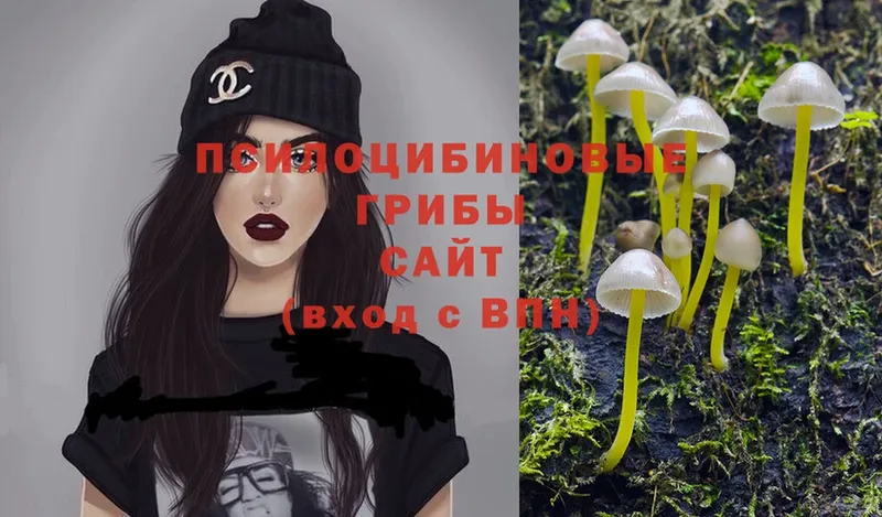 Галлюциногенные грибы Psilocybe  купить наркотик  Ковылкино 